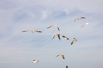 seagulls in the evening under the sky