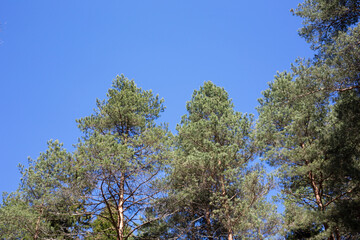 Beautiful pine trees against the blue sky