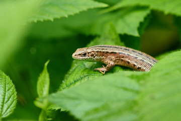 Waldeidechse versteckt sich zwischen Brombeeren	