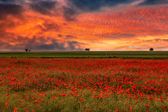 Dramatic red sunset mood over a field of red poppy flowers in Rhineland-Palatinate / Germany 