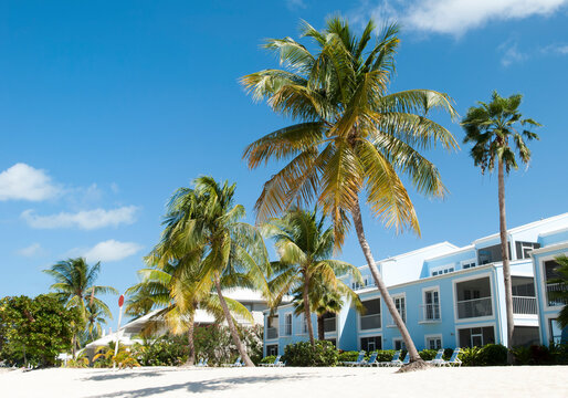 Grand Cayman Island Sven Mile Beach Leaning Palms
