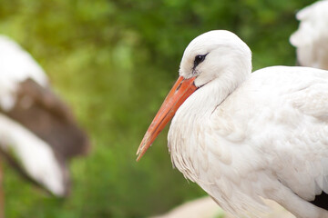 European white stork or Ciconia ciconia. Single bird resting in a group, close-up of eyes and beak, blurred green background