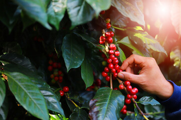 Man hands harvest arabica coffee bean ripe red berries.harvesting Robusta and arabica  coffee berries by agriculturist hands,Worker Harvest arabica coffee berries on its branch, harvest concept.