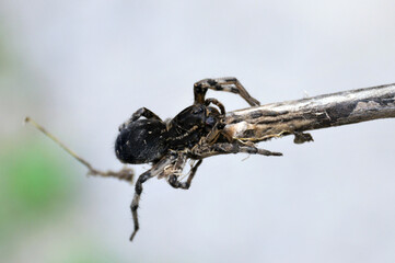 gray wolf spider on a dry tree branch against a light sky