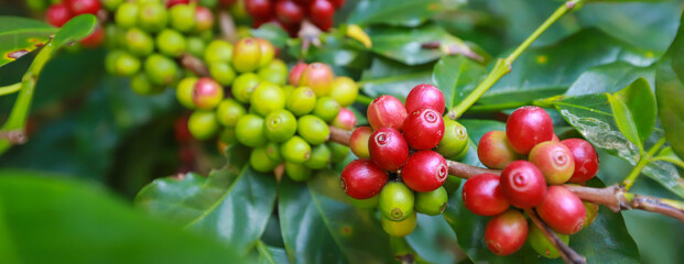 Banner organic arabica coffee beans agriculturist  in farm.harvesting Robusta and arabica  coffee berries by agriculturist hands,Worker Harvest arabica coffee berries on its branch, harvest con