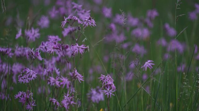 Ragged Robin (Silene flos-cuculi) flowers at dusk on a summer evening. North York Moors, England