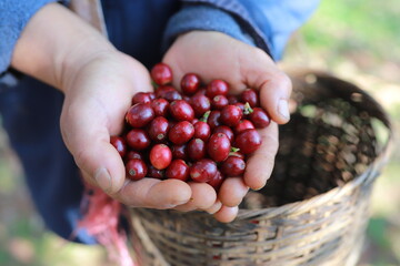 Man hands harvest arabica coffee bean ripe red berries.harvesting Robusta and arabica  coffee...