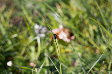 wildlife insect ladybug on green grass in spring. Macro close up. Blurry background of green grass and leaves