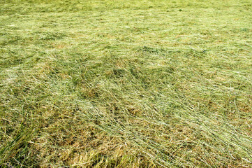 Green mowed grass field  pattern background