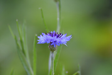 A single cornflower covered with morning dew.