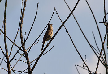 Large warbler on a tree branch.