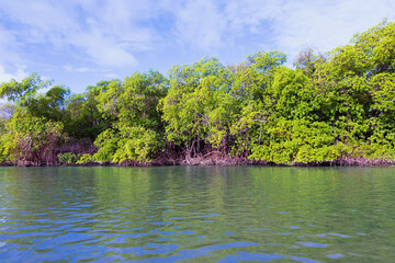 Bellissima vista sulla mangrovia tropicale.