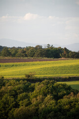 Obraz premium 秋の畑作地帯のナノハナ畑 