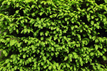 Neatly trimmed conifer: Picea abies 'Nidiformis'. Spring light green shoots.
