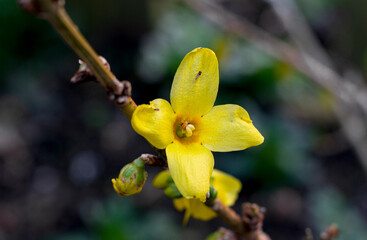 Yellow blooming Forsythia flower in spring close up. Forsythia × intermedia. Marcro nature
