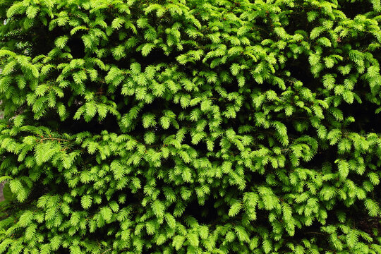 Neatly Trimmed Conifer: Picea Abies 'Nidiformis'. Spring Light Green Shoots.