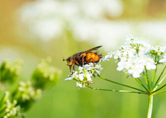 A hedgehog fly, Tachina fera, collects nectar on a flower. Insect close up with green natural background.