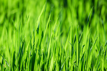 Fototapeta na wymiar Background of green grass close-up. Fresh green grass