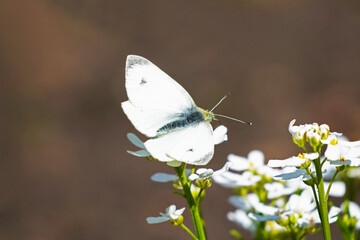 Small cabbage white butterfly sits on the flowers of the evergreen candytuft. Close up of insect in natural environment. Pieris rapae.