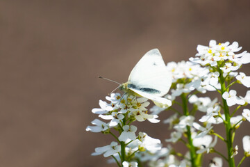 Small cabbage white butterfly sits on the flowers of the evergreen candytuft. Close up of insect in...