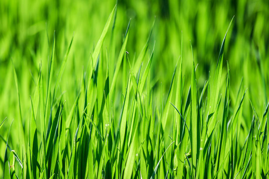 Background of green grass close-up. Fresh green grass