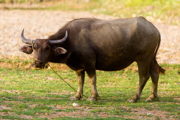 Obraz premium The Asian water buffalo is used for agricultural work in the Philippines.