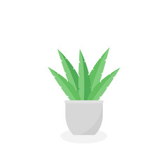 This is a houseplant on a white background.