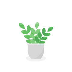 This is a houseplant on a white background.