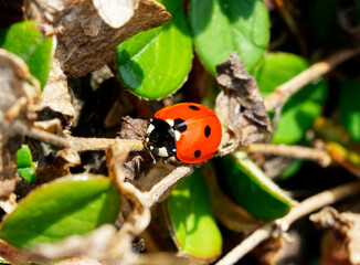 Close up of a small red ladybug in natural environment. Red beetle with black spots.