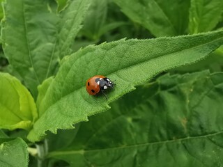 ladybug on leaf