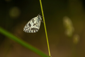 Medioluto ib&eacute;rica (Melanargia lachesis) posado en una planta al amanecer.  Lepid&oacute;ptero ditrisio de la familia Nymphalidae