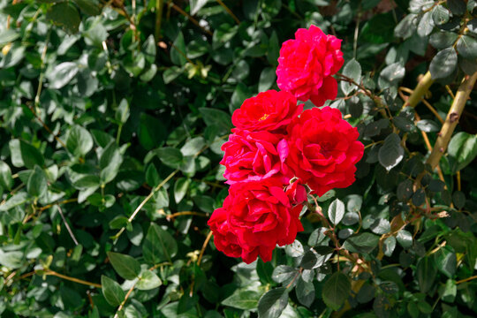 Picture of beautiful red roses in its natural environment. Chinese rose, Rosa chinensis.