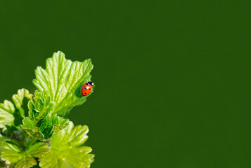 Small red ladybug on a green currant leaf. Green natural background. Close up of an insect. Red beetle with dots.