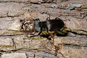 Deurstickers European stag beetle // Hirschkäfer (Lucanus cervus) © bennytrapp