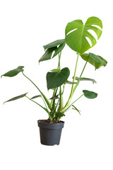 Green tropical monstera plant in black plastic pot