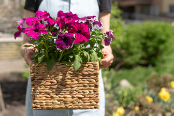 Gardener with large wicker basket of petunia flowers