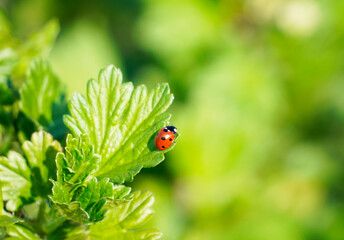 Small red ladybug on a green currant leaf. Green natural background. Close up of an insect. Red beetle with dots.