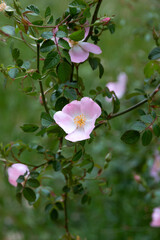 Wild Rose, also know as Rosa canina. Pink flower