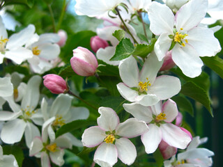 Naklejka na ściany i meble young apple tree blooms with large white-pink flowers in the spring