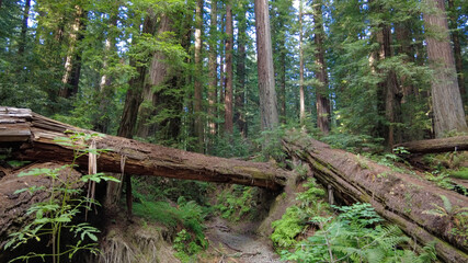 Coastal Redwood trees, Sequoia sempervirens, thrive in the moist climate in Humboldt Redwoods State Park, Northern California. There are over 100 trees in this park that grow over 350 feet tall.
