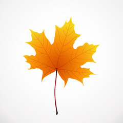  realistic golden color maple leaf on white