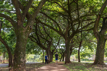 Pista de Caminhada entre as árvores