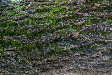 Trunk texture with moss. Natural texture, wood background.