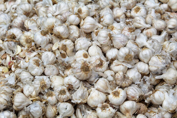 close up of garlic