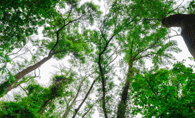 Tall trees looking up view. Green beautiful forest.
