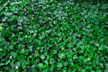 Green plants background, plants texture. Diversity of nature in the forest.