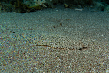 Fish swim in the Red Sea, colorful fish, Eilat Israel
