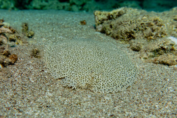 Fish swim in the Red Sea, colorful fish, Eilat Israel
