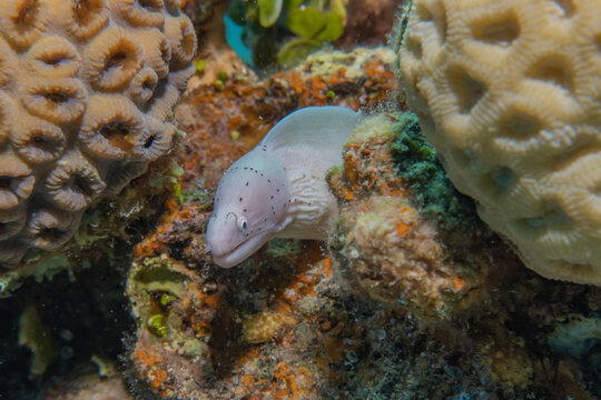 Moray eel Mooray lycodontis undulatus in the Red Sea, eilat israel
