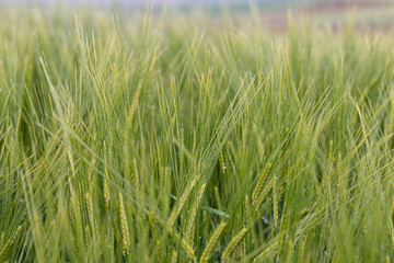 Green wheat field, detailed picture. Natural texture. Nature background.